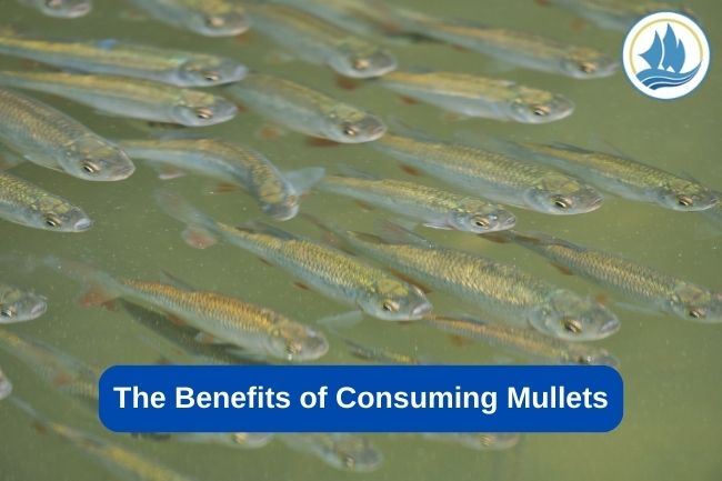 The Benefits of Consuming Mullets